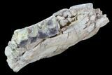 Hyracodon (Running Rhino) Jaw Section - South Dakota #90259-2